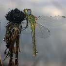 Libélula na chuva (Dragonfly at the rain)